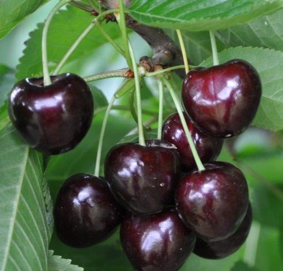 0939ea3b45edf3eef3e1254b867d