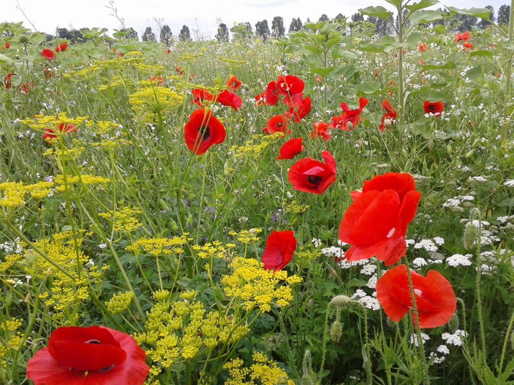 915.523-Bij-en-Zweefvliegmengsel-Flevolandschap-2-1024×768