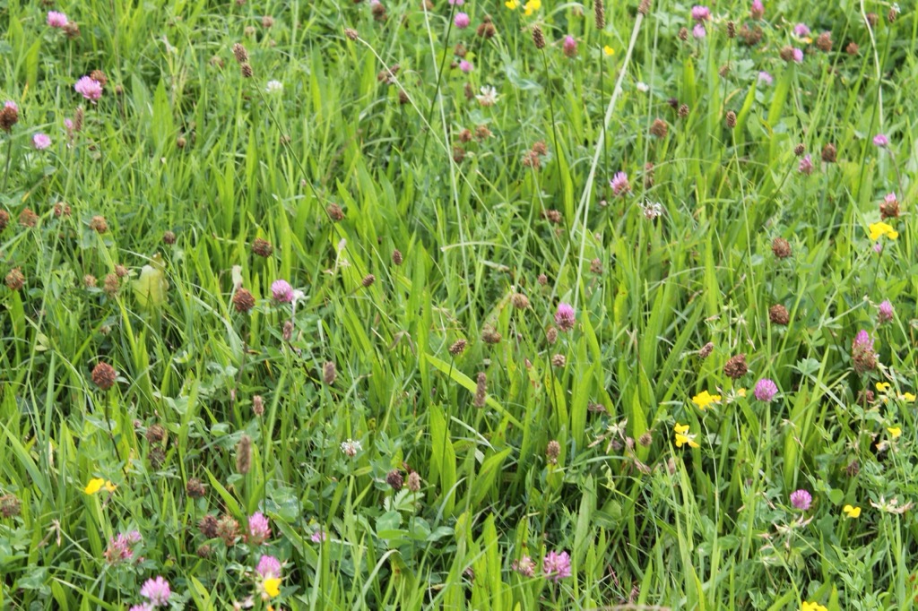 915.599-Kruidenrijk-grasland1-1-scaled