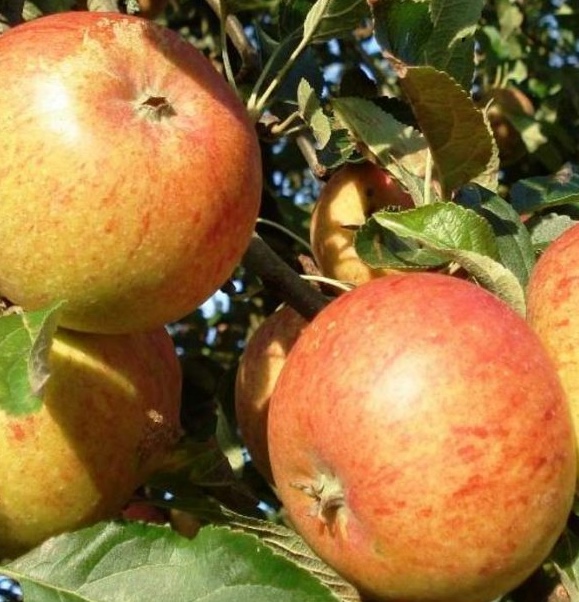 815-cox-orange-full Malus d. ‘Zoete Oranje’