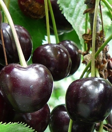 Kers Prunus a. ‘Mierlose Zwarte’