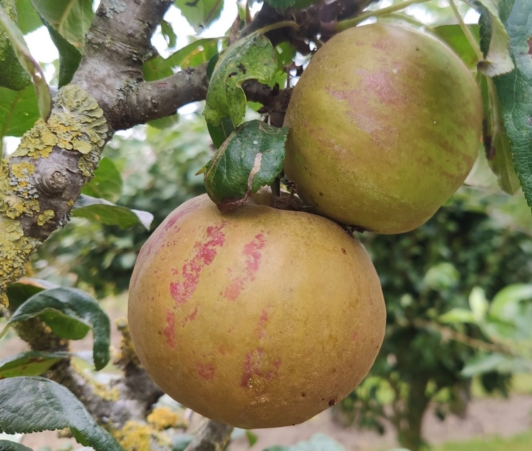 Malus domestica ‘Reinette Baumann’ – Appel Malus d. ‘Baumann’s Reinette;
