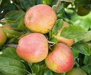 download-1 Malus d. ‘Golden Pearmain’