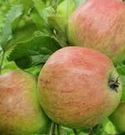 download-1 Malus d. ‘Douce Noën’