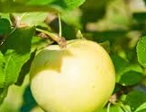 download Malus d. ‘Winter Banana’