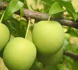 download Prunus d. ‘Ontario’