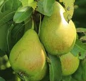 download Pyrus c. ‘Condo’