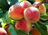 download Prunus persica ‘ Peregrine’
