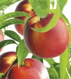 download Prunus persica ‘ Mme Blanchet’