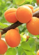 download Prunus ar. ‘Tros Oranje’