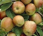 download Malus d. ‘Goliath’