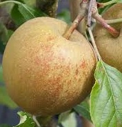download Malus d. ‘Herefordshire Russet’