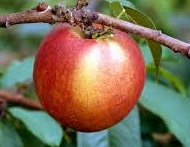 download Prunus persica ‘Lord Napier’