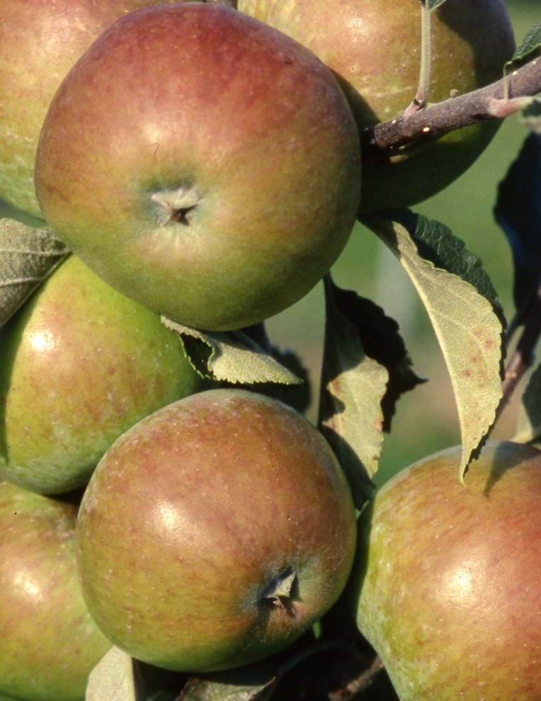 harry-masters-jersey-3 Malus d. ‘Harry Master’s Jersey’